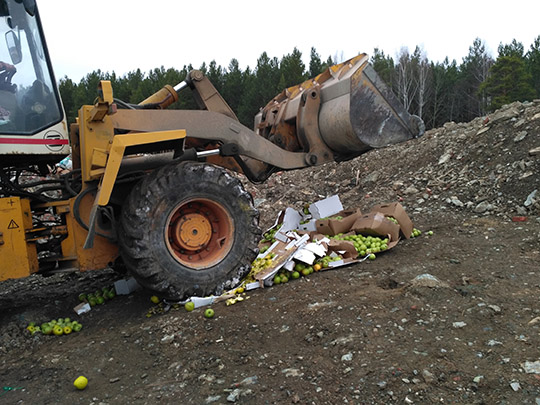 В Екатеринбурге раздавили трактором 450 кг яблок