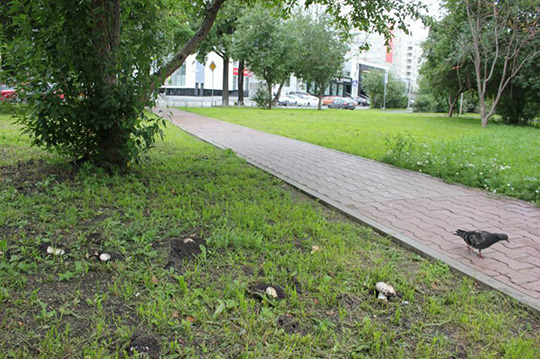 Власти просят екатеринбуржцев не собирать грибы в центре города