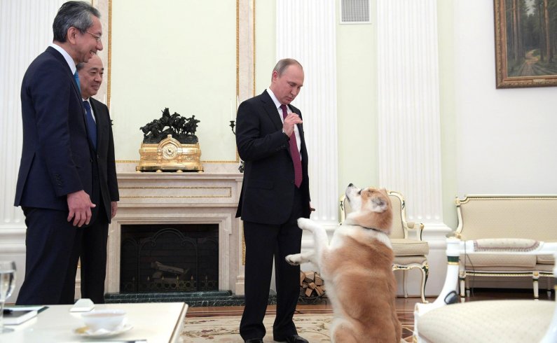 Путин поручил создать систему учета домашних животных