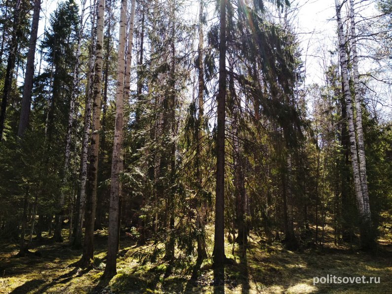 В Свердловской области запретят ходить в лес