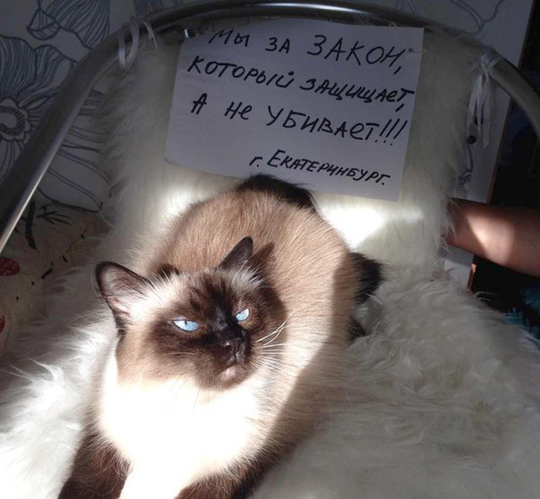 В Екатеринбурге будут митинговать за животных