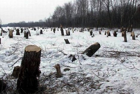 В уральском поселке вместо Бажовского парка вырубают лес