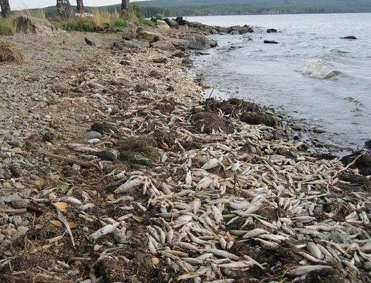 Прокуратура проверяет массовую гибель рыбы в Нижнем Тагиле