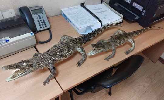 В Кольцово задержали чучела вымирающих крокодилов