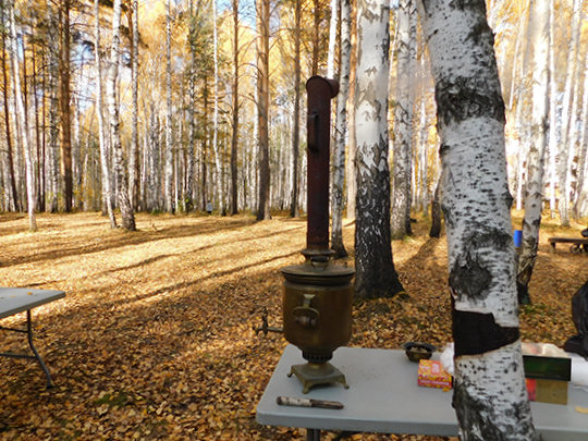 Березовую рощу в Екатеринбурге признали лесом