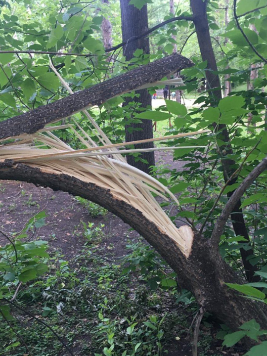 В парке XXII Партсъезда неизвестные сломали дерево