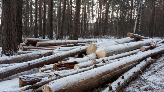 Областные власти без предупреждения вырубили деревья в екатеринбургском лесопарке