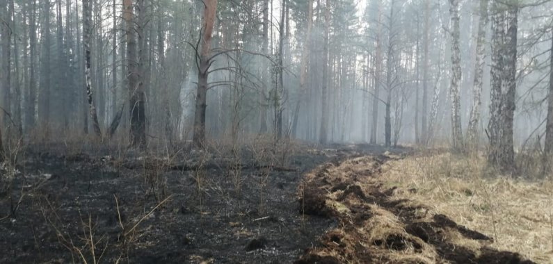 Парк «Оленьи ручьи» пострадал от лесного пожара