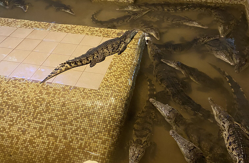 На крокодиловой ферме в Екатеринбурге нашли нарушения